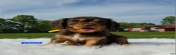 Cavalier King Charles Spaniel dogs for sale: Mason - Ad 5