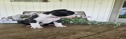 Boston Terrier dogs for sale: Arlo - Ad 13