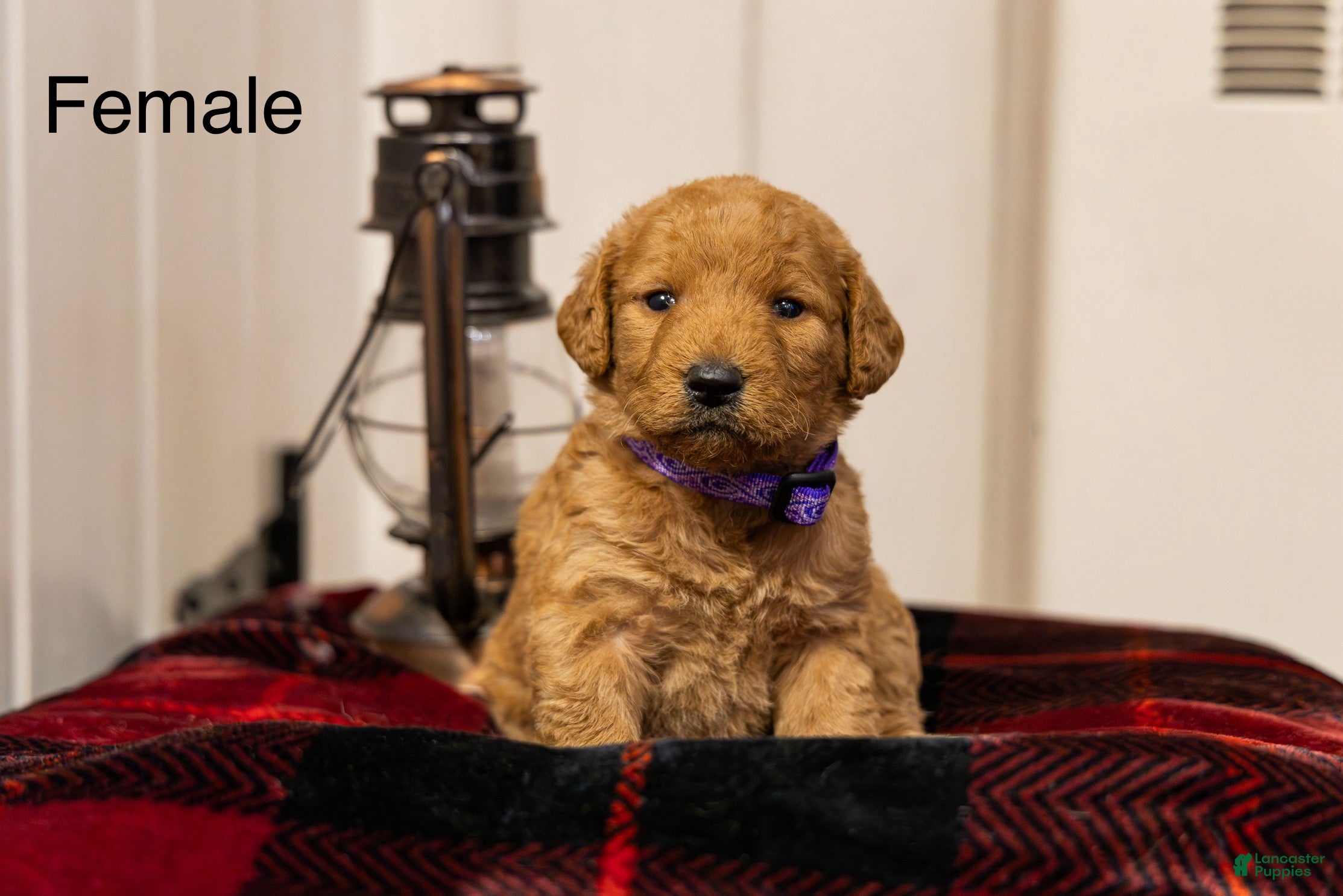 Labradoodle dogs Genesis  - Ad 32