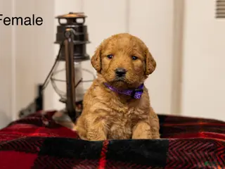 Labradoodle dogs Genesis - Ad 25