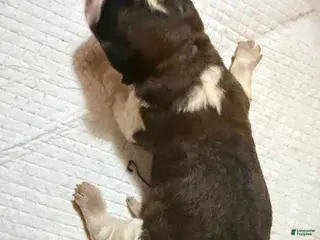 Saint Bernard dogs Girl 3 - Ad 14