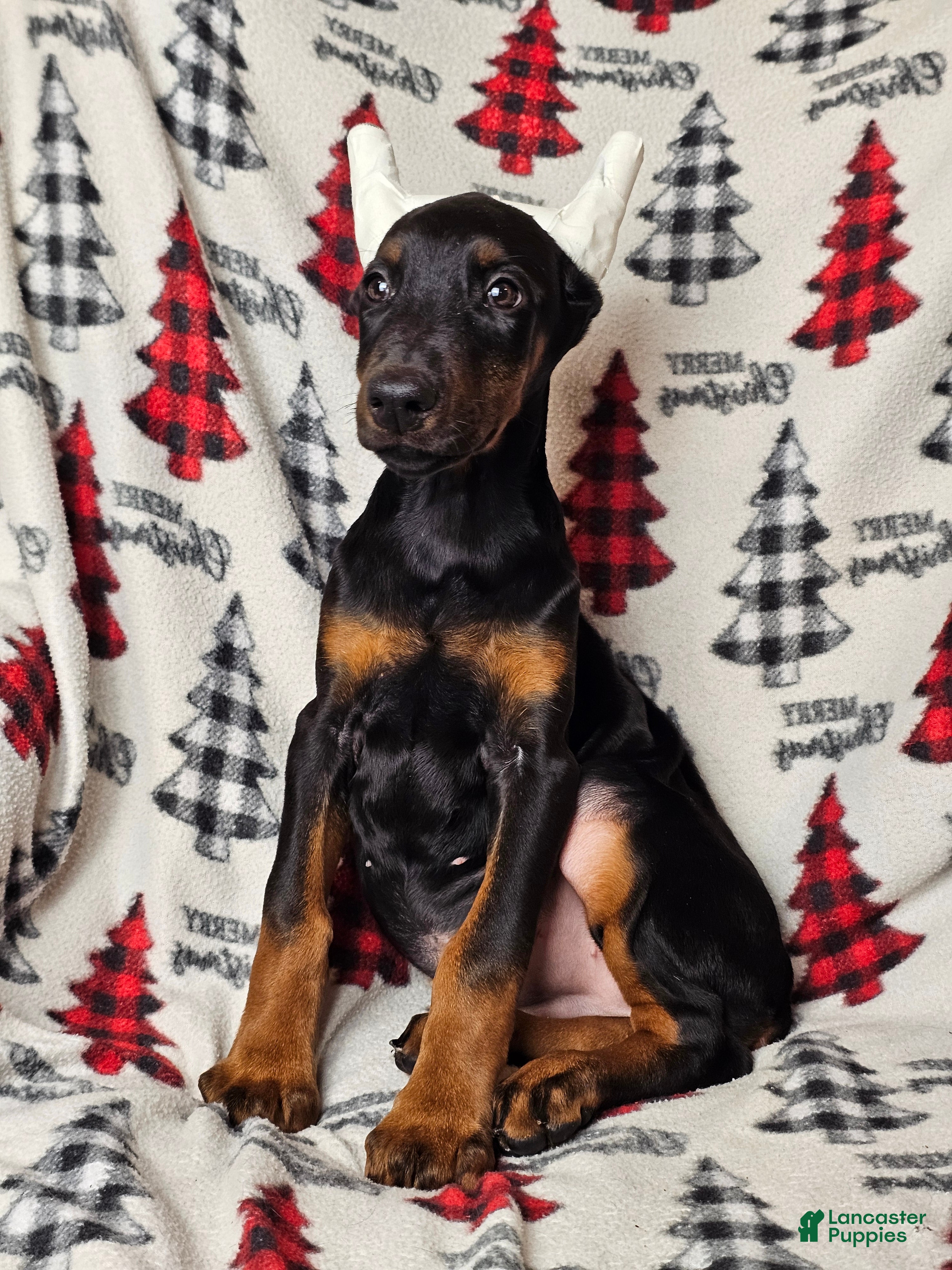 Doberman Pinscher dogs Scarlet - Ad 28