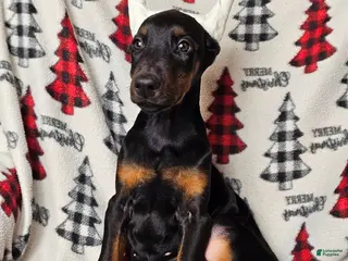 Doberman Pinscher dogs Scarlet - Ad 12