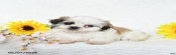 Malshi dogs for sale: Blake - Ad 5