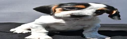 Beagle dogs for sale: Regina - Ad 4