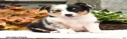 Mixed Breed dogs for sale: Nugget - Ad 4