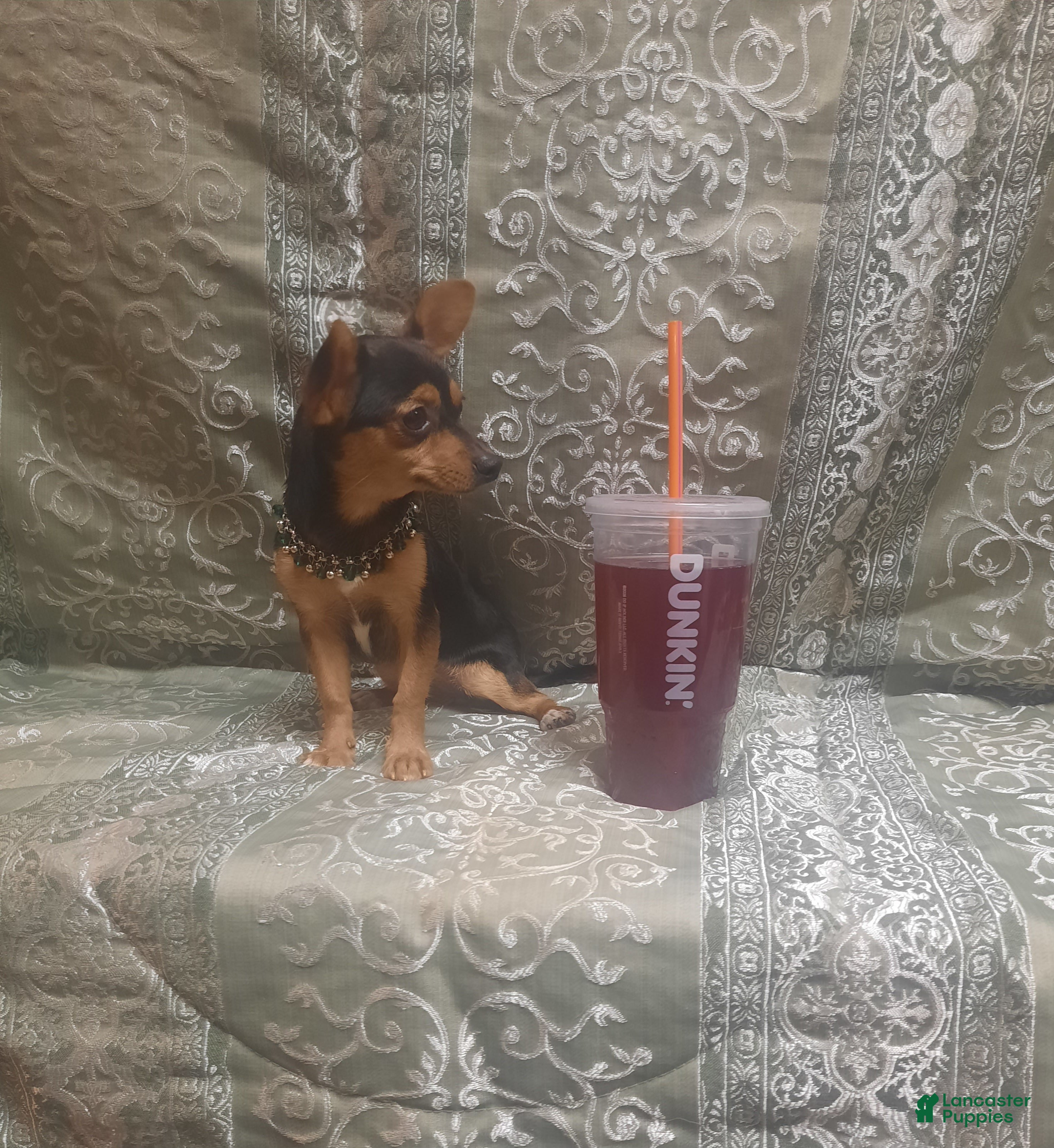 Chihuahua dogs KiKi ♡ - Ad 2