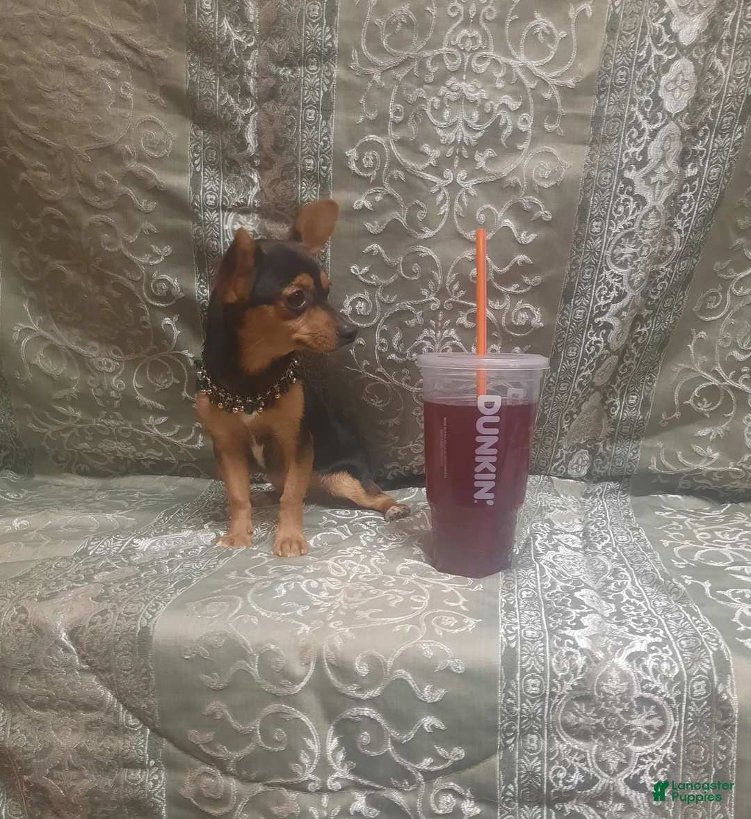 Chihuahua dogs for sale: KiKi ♡ - Ad 2