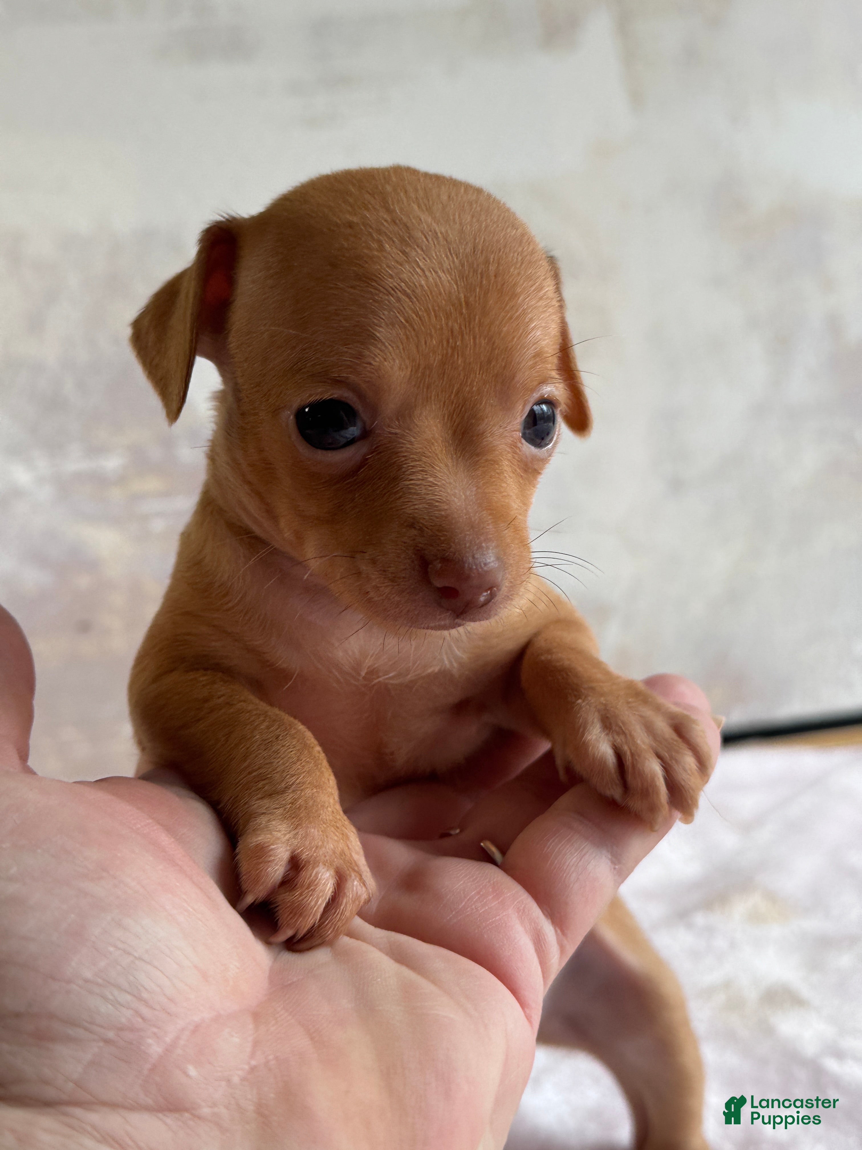 Chihuahua dogs Flame - Ad 1