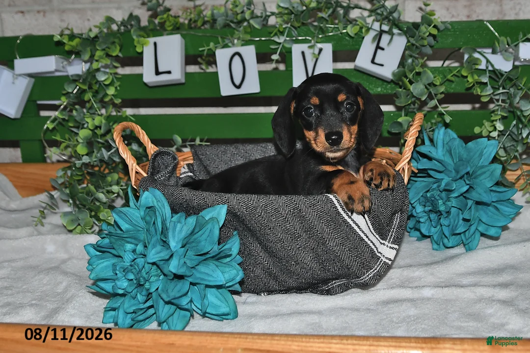 Miniature Dachshund dogs for sale: Jenny - Ad 1