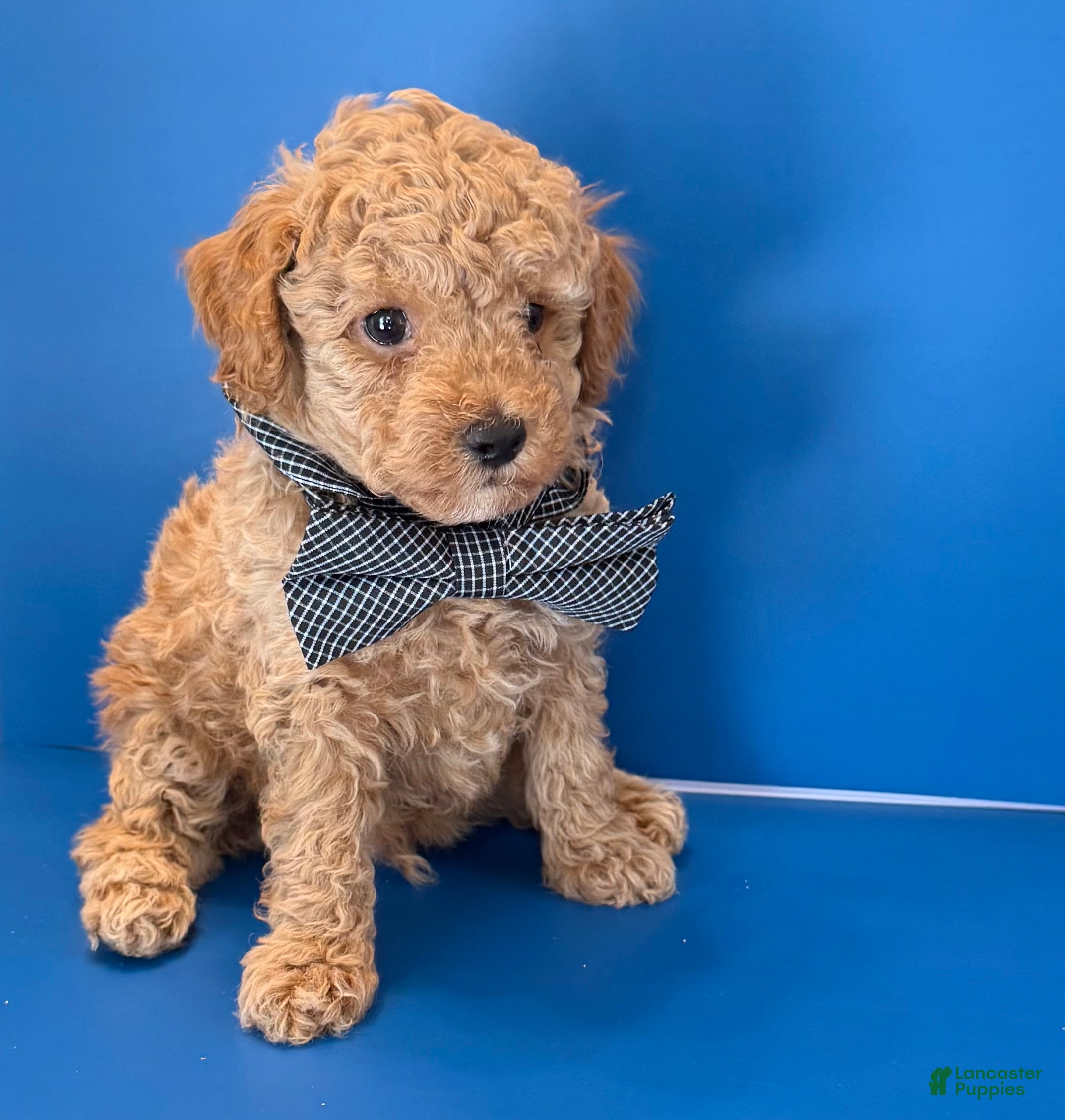 Toy Poodle dogs Biscuit - Ad 1