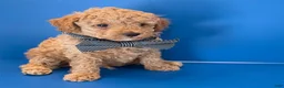 Toy Poodle dogs for sale: Biscuit - Ad 3