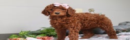Standard Poodle dogs for sale: Winnie AKC - Ad 3
