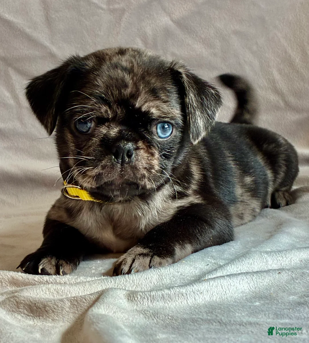 Pug dogs for sale: Dunner - Ad 2