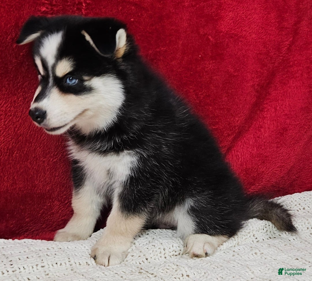 Pomsky dogs for sale: Atlas - Ad 2