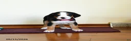 Greater Swiss Mountain Dog dogs for sale: Wellington - Ad 3
