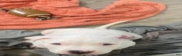 American Bully dogs for sale: Elvis  - Ad 2