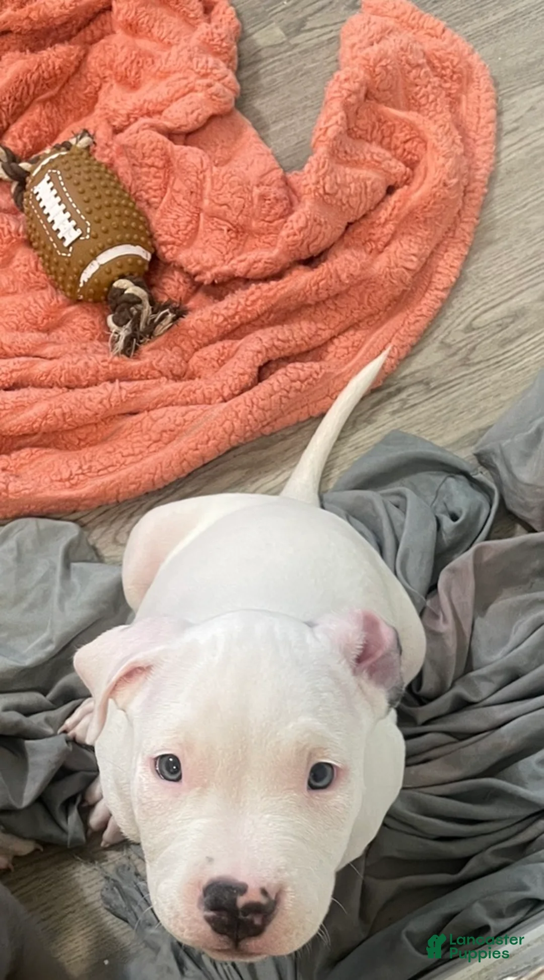 American Bully dogs for sale: Elvis  - Ad 2