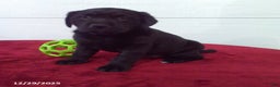 Labrador Retriever dogs for sale: Twinkle - Ad 2