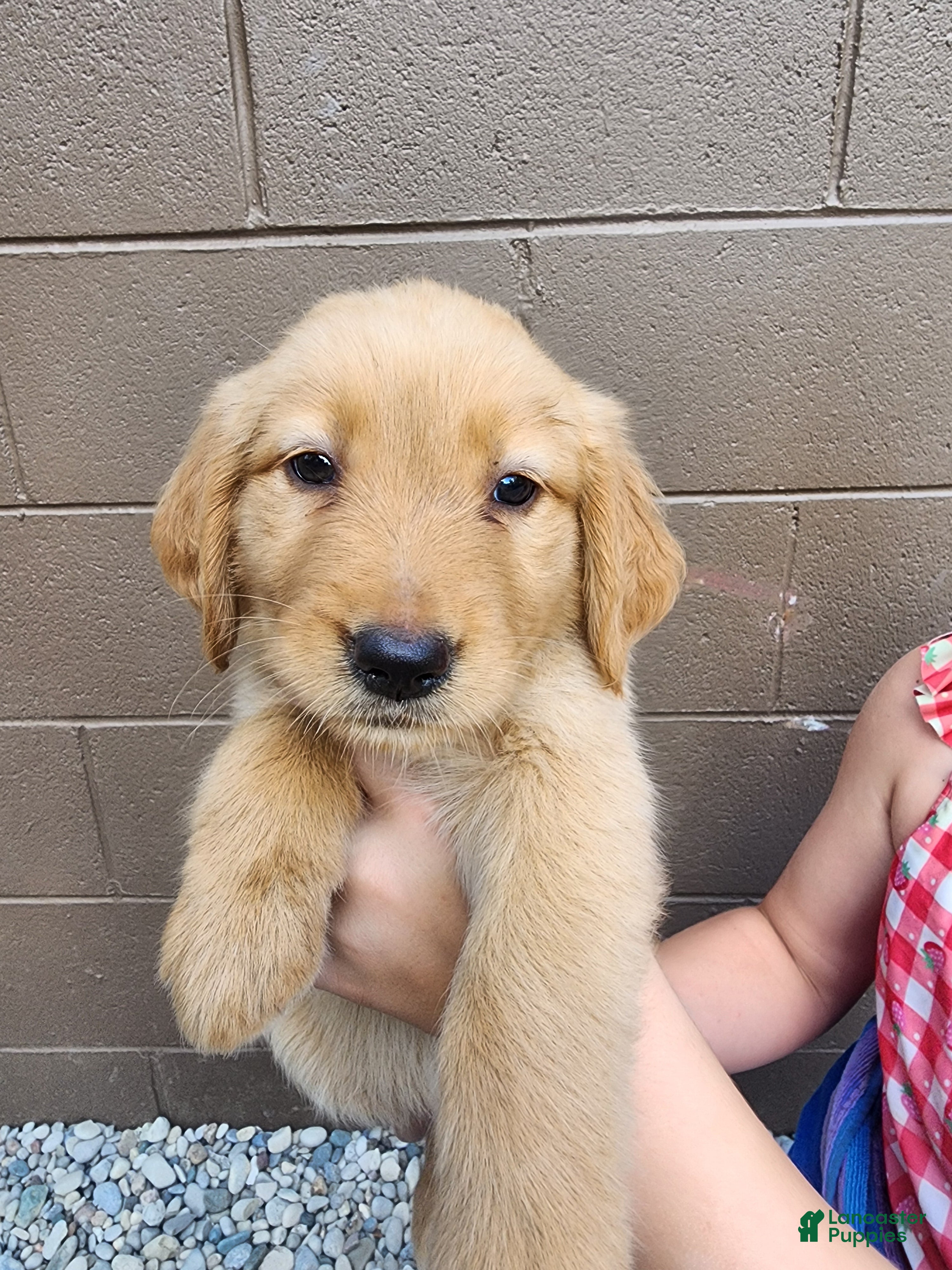 Golden Retriever dogs AKC Cookie - Ad 1