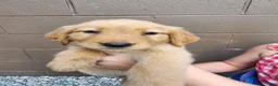 Golden Retriever dogs for sale: AKC Cookie - Ad 1