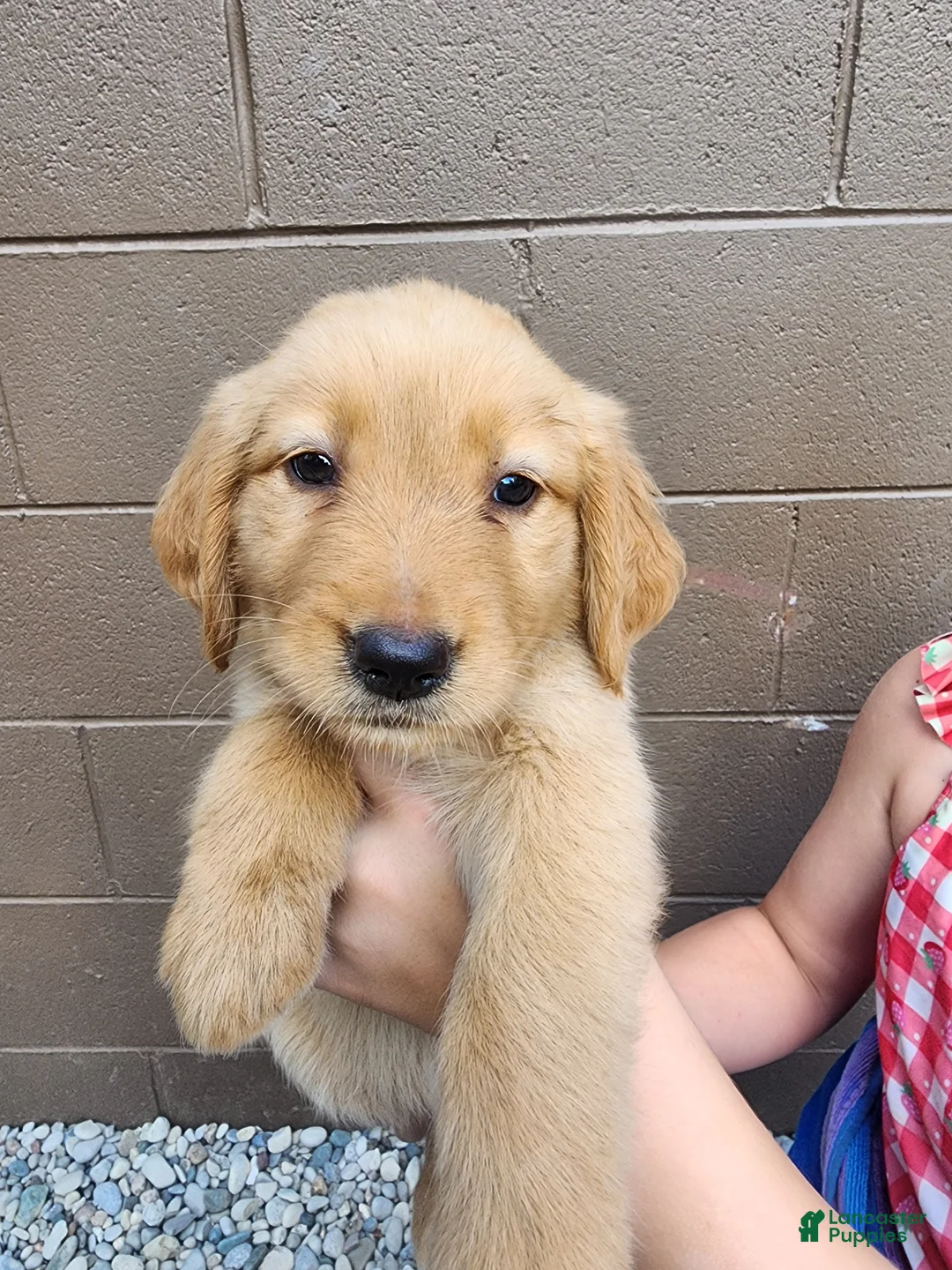 Golden Retriever dogs for sale: AKC Cookie - Ad 1