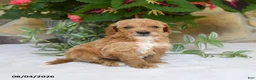 Mini Goldendoodle dogs for sale: Ranger - Ad 4