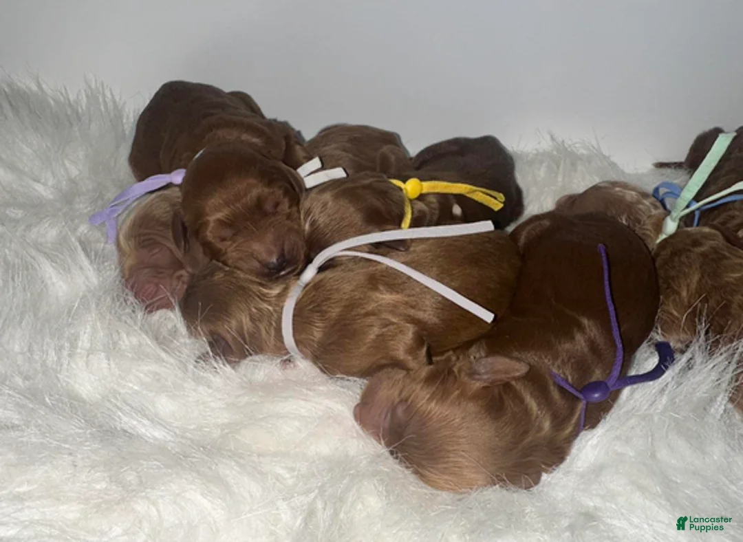 Goldendoodle dogs for sale: Girl 4 - Ad 2