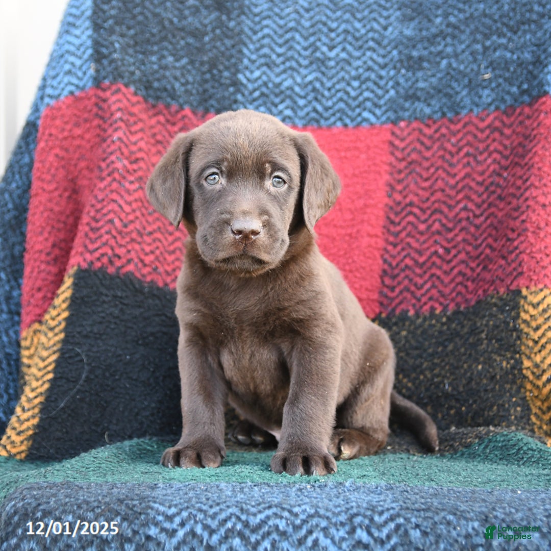 Labrador Retriever dogs for sale: Remington - Ad 2