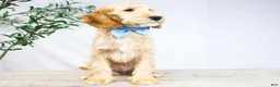 Goldendoodle dogs for sale: LEO - Ad 3