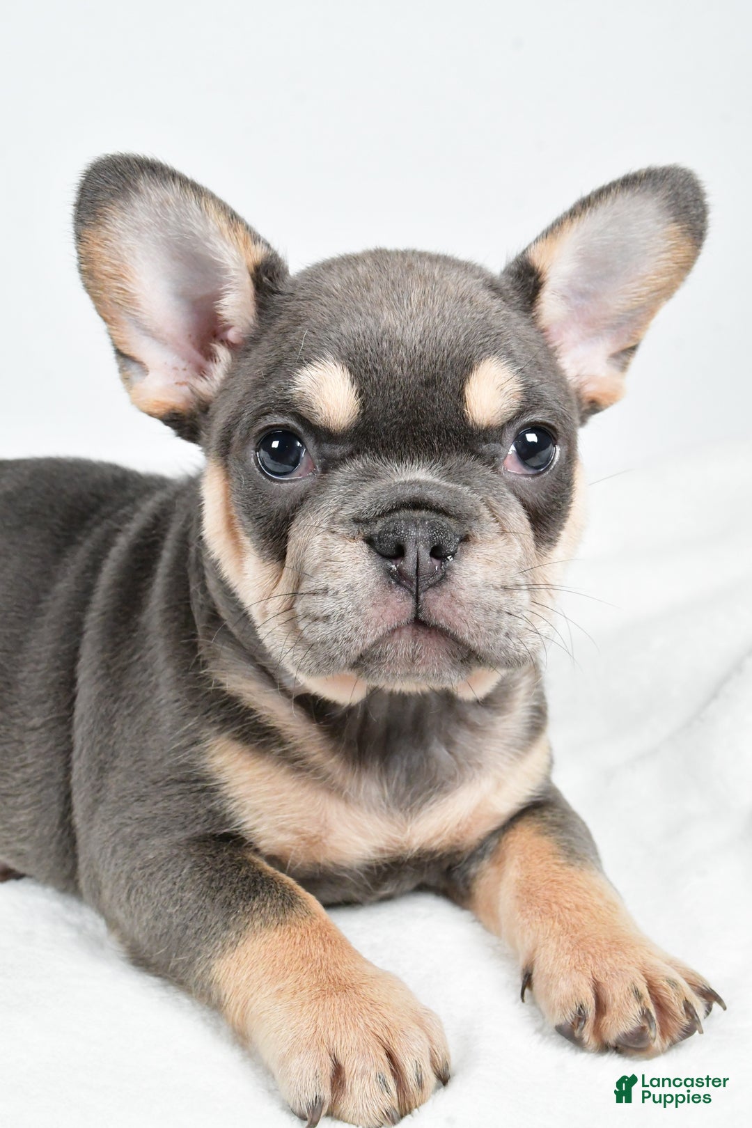 French Bulldog dogs for sale:  Jolly - Ad 1