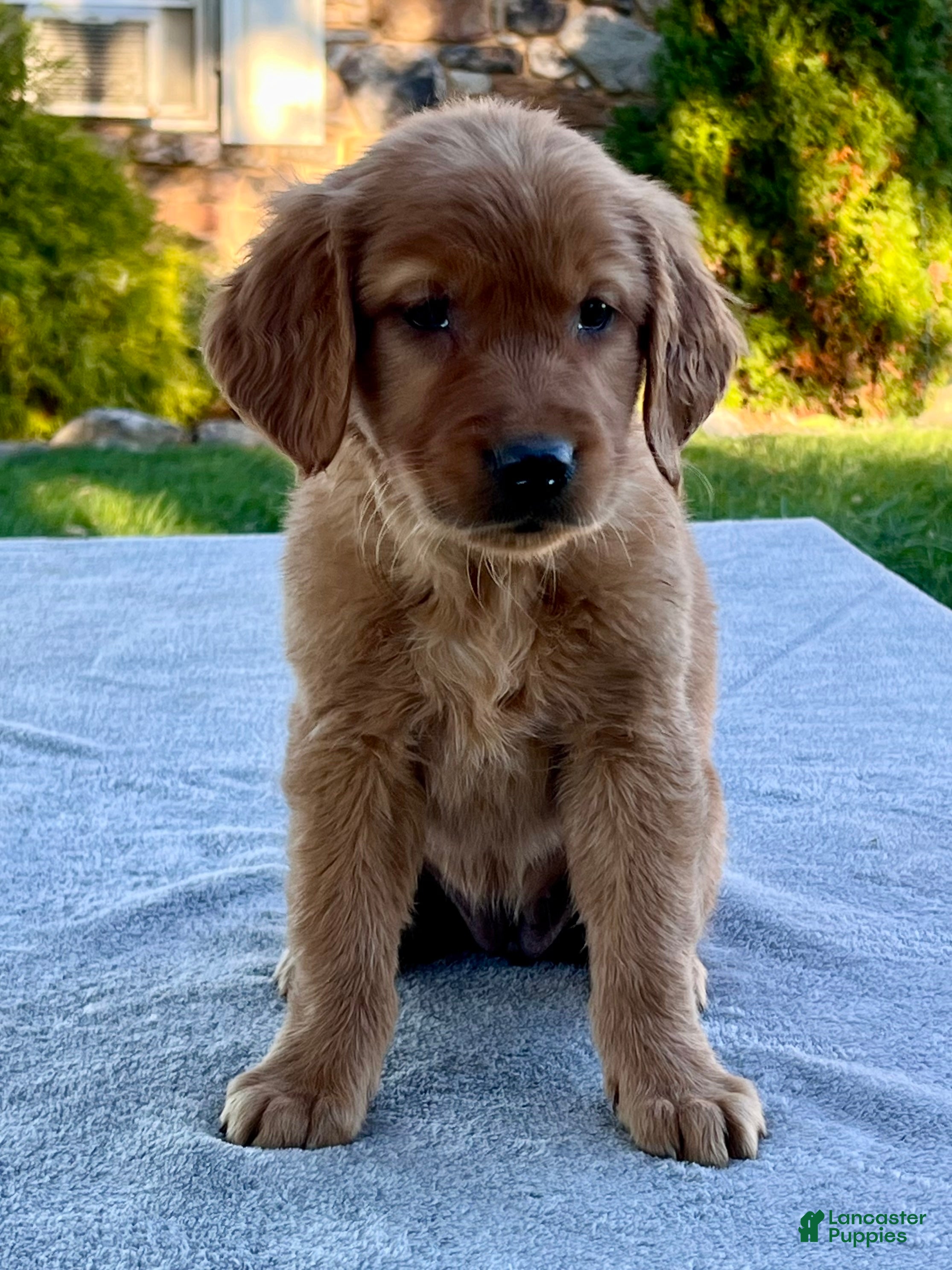 Golden Retriever dogs Lilly - Ad 2