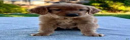 Golden Retriever dogs for sale: Lilly - Ad 2