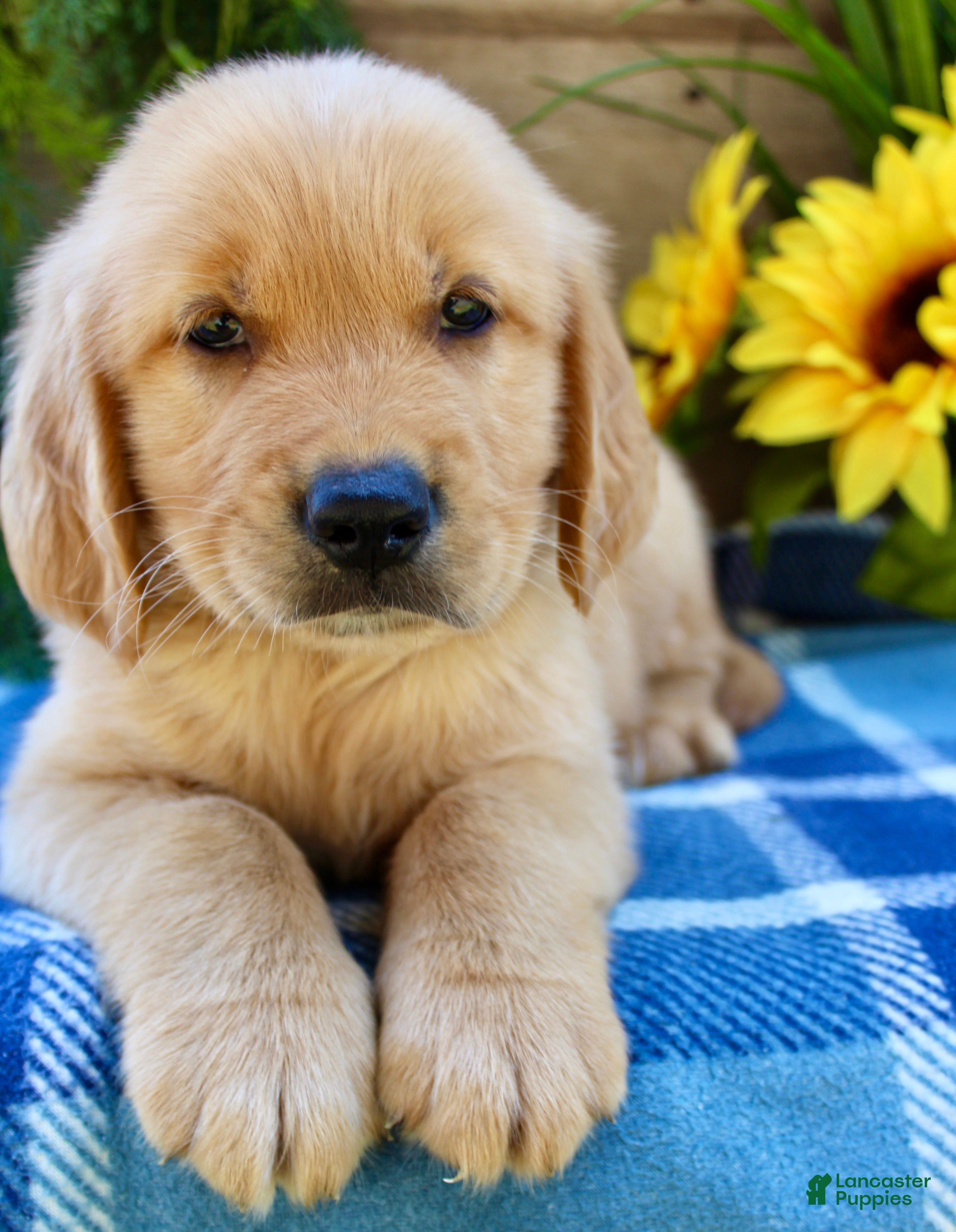 Golden Retriever dogs Rusty - Ad 1