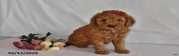 Mini Goldendoodle dogs for sale: Leo - Ad 3