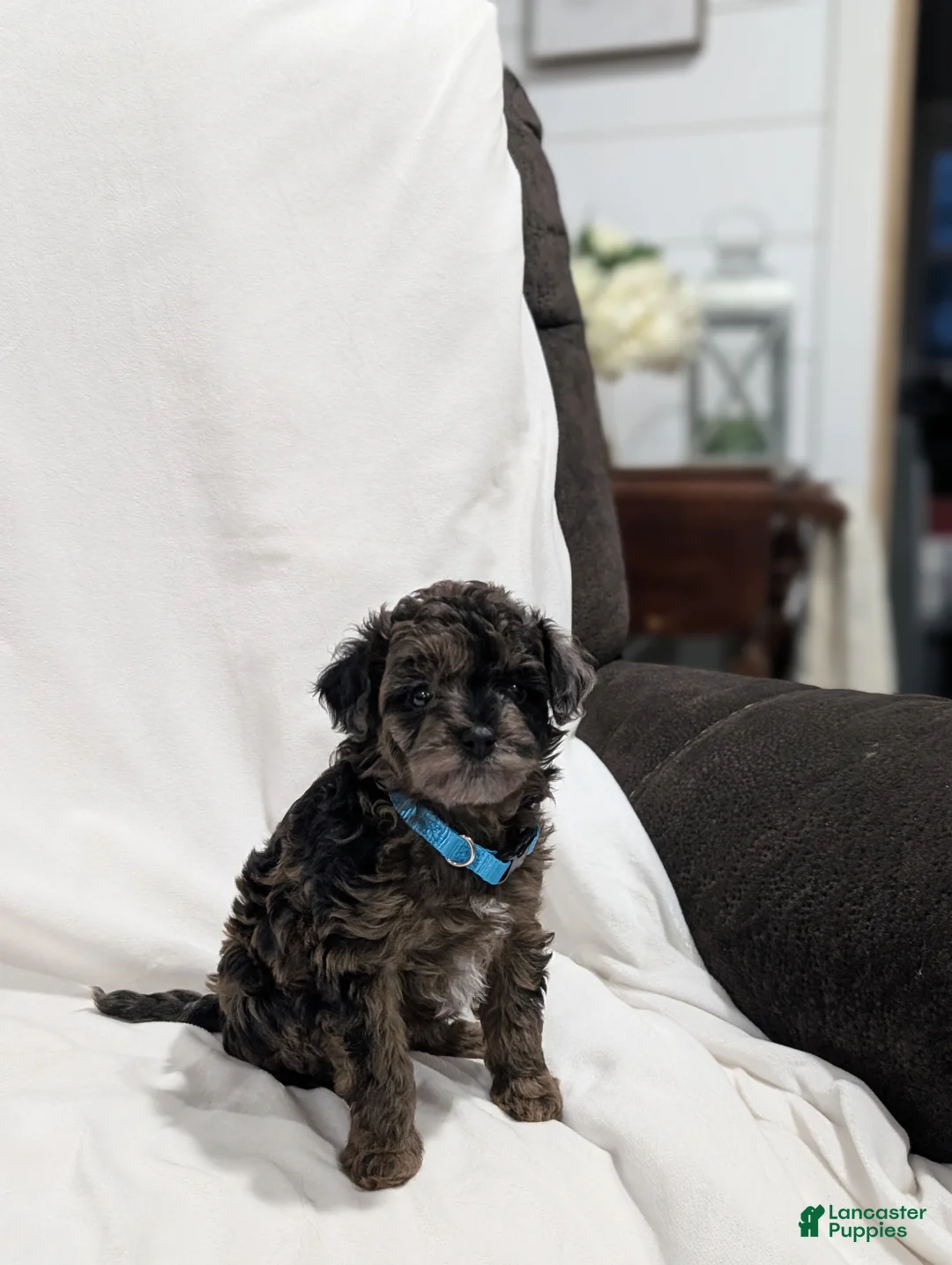 Mini Goldendoodle dogs for sale: Izzy - Ad 2