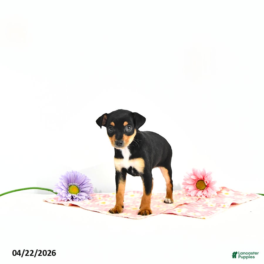 Miniature Pinscher dogs Jill       EXRTA SMALL - Ad 2
