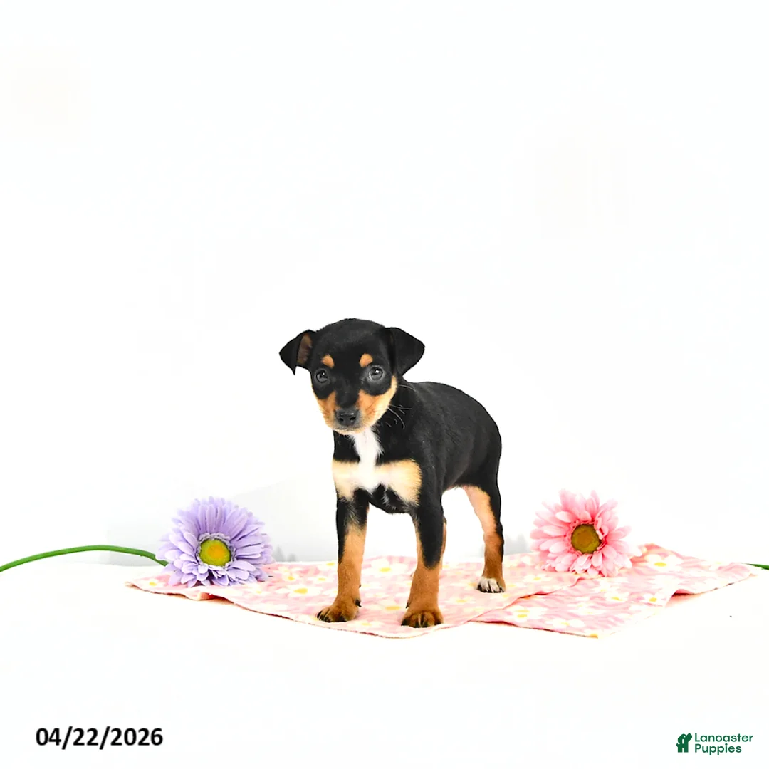 Miniature Pinscher dogs for sale: Jill       EXRTA SMALL - Ad 2