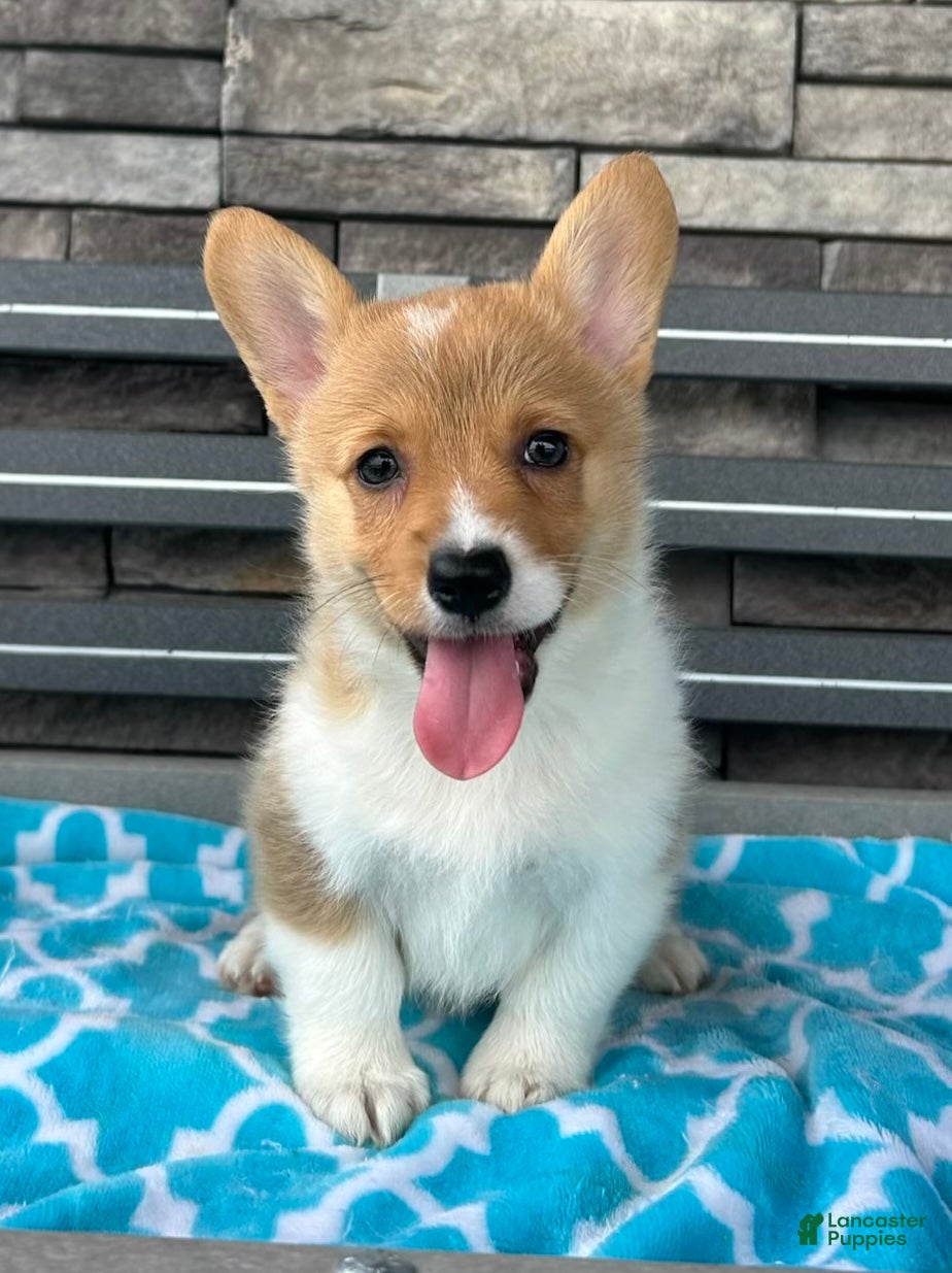 Welsh Corgi Pembroke dogs Jenny Welsh Corgi Pembroke Puppy  - Ad 1
