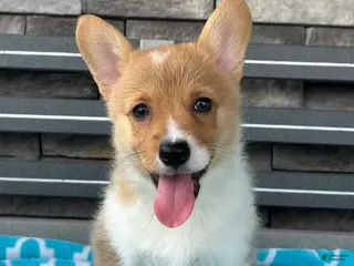 Welsh Corgi Pembroke dogs for sale: Jenny Welsh Corgi Pembroke Puppy - Ad 1