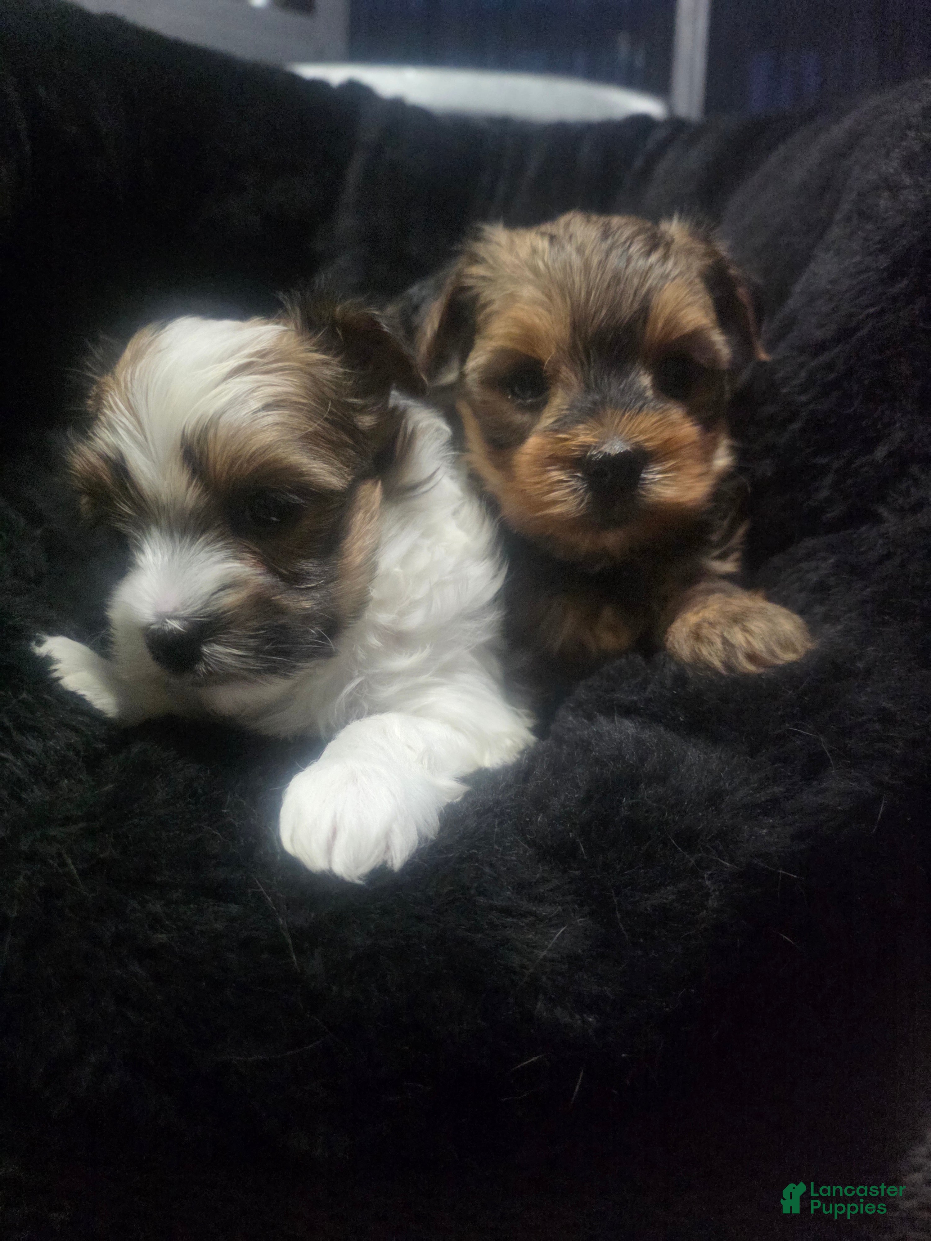 Morkie dogs Morkie 3 - Ad 1