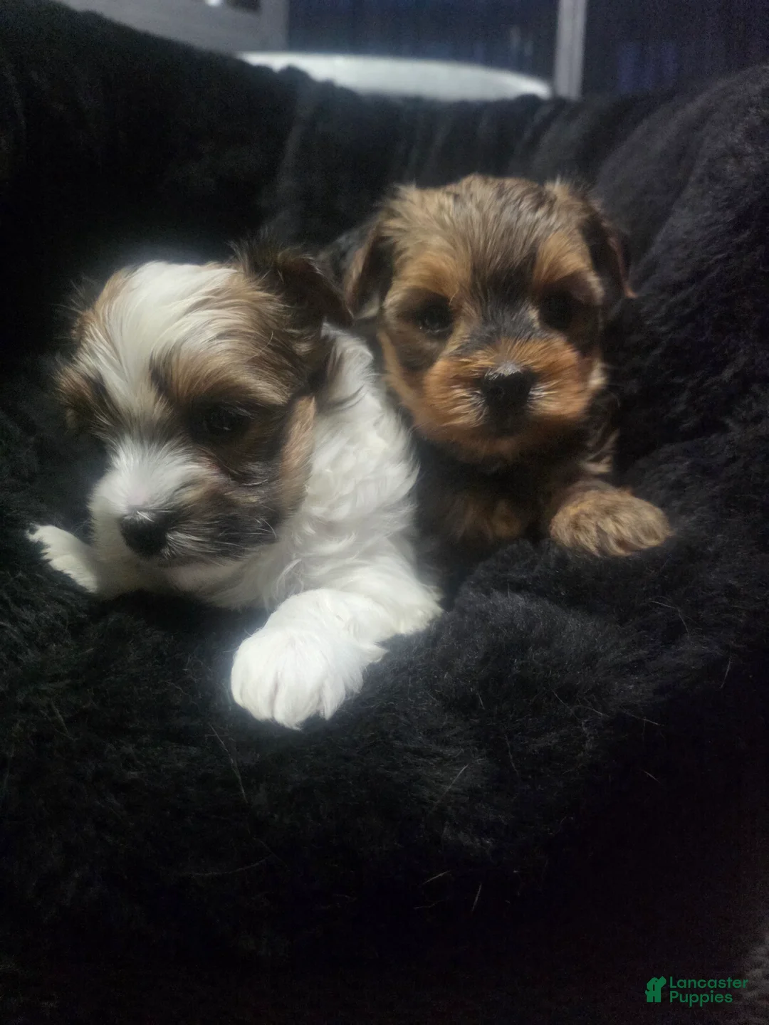 Morkie dogs for sale: Morkie 3 - Ad 1