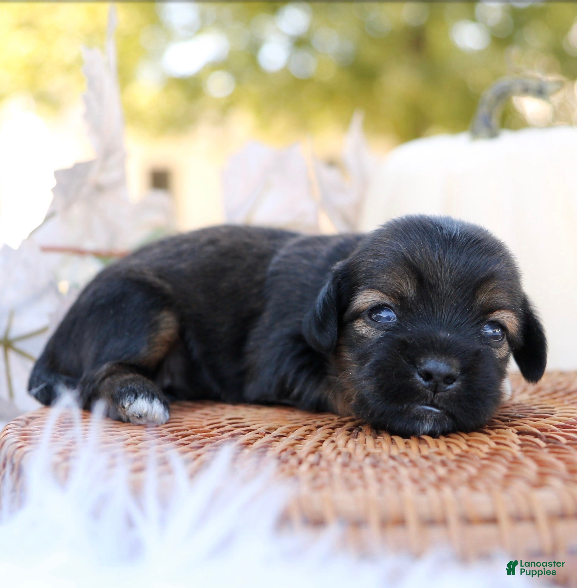 Mixed Breed dogs for sale: Lindsay Shiweenie - Ad 38