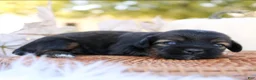 Mixed Breed dogs for sale: Lindsay Shiweenie - Ad 1