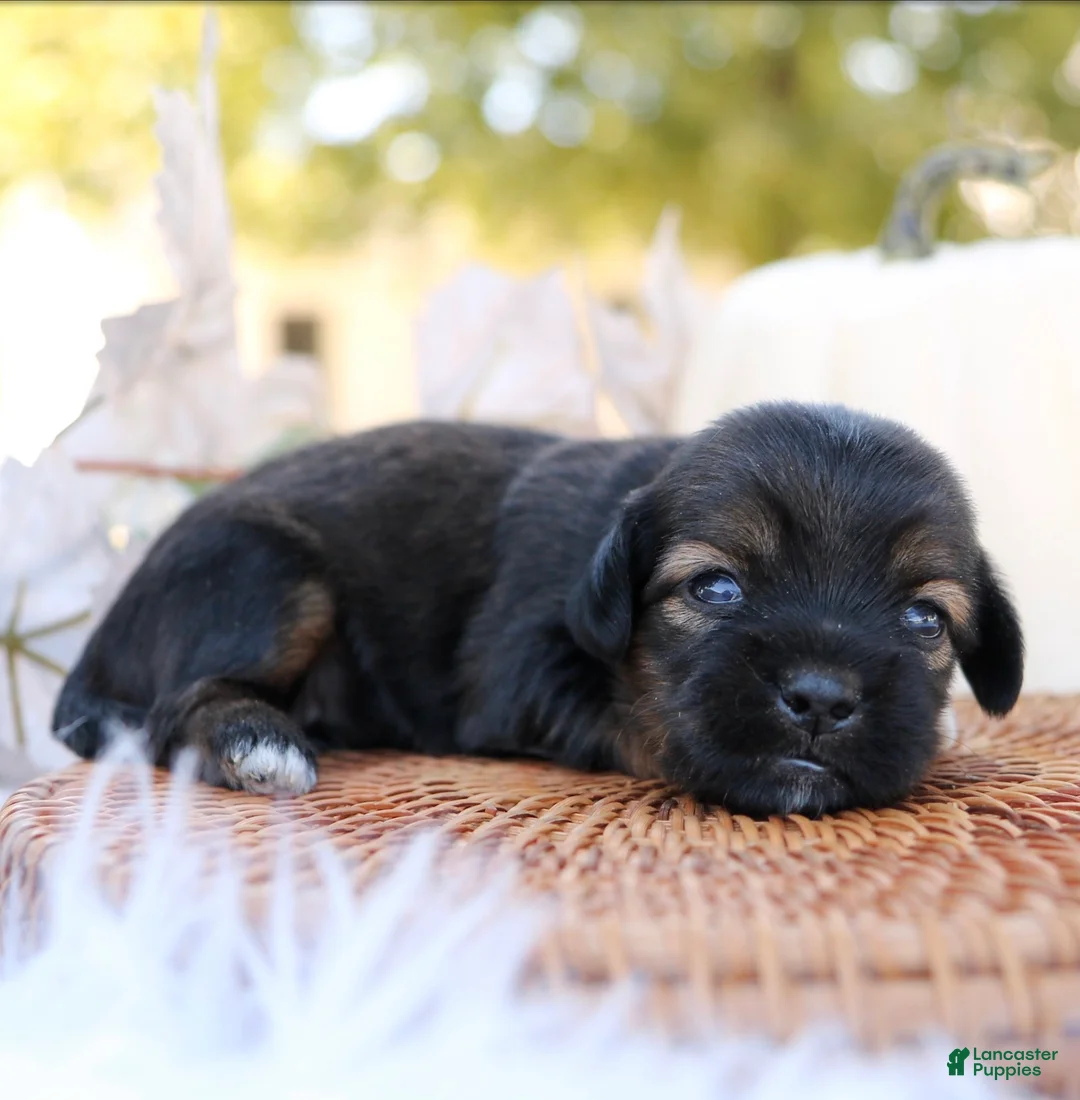 Mixed Breed dogs for sale: Lindsay Shiweenie - Ad 1