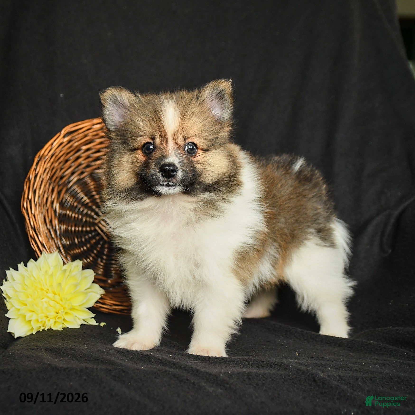 Pomeranian dogs Luca - Ad 1