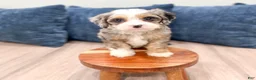 Cavapoo dogs for sale: Penny - Ad 4