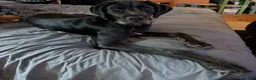 Mixed Breed dogs for sale: Mixed Breed Puppy 1 - Ad 3