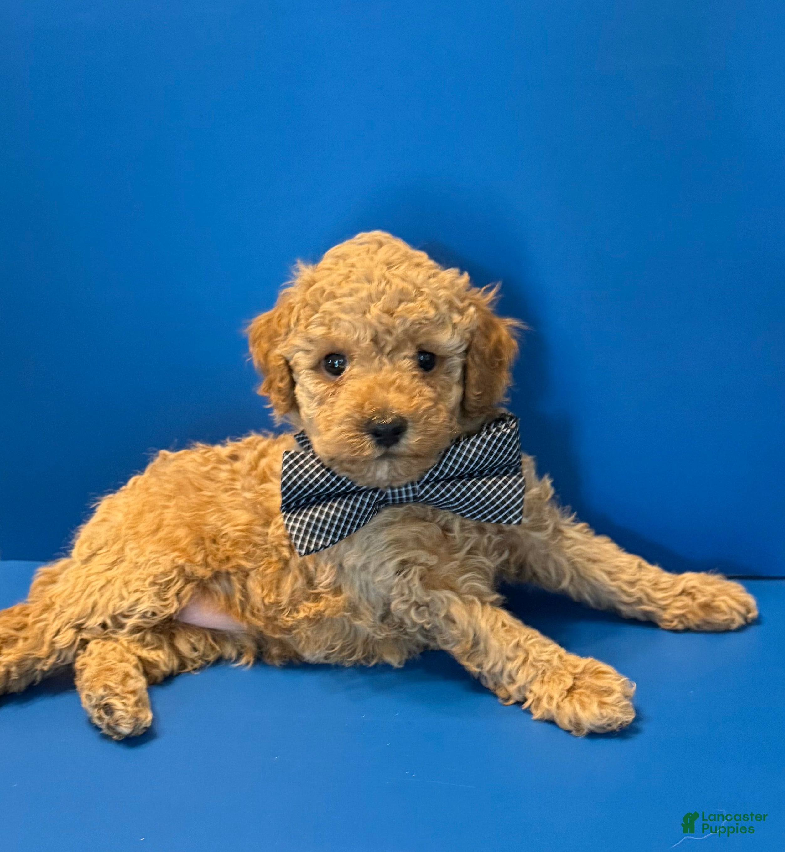 Toy Poodle dogs Biscuit - Ad 2