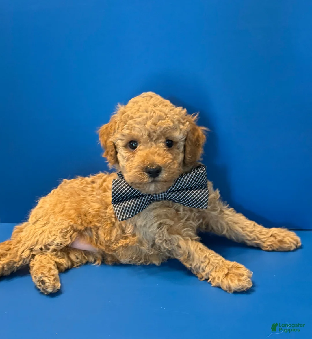 Toy Poodle dogs for sale: Biscuit - Ad 2